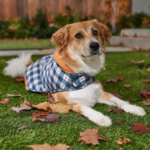 New Disney Minnie Mouse Quilted Puffer Coat Dog Winter Jacket Size XL Dog Coat - Picture 5 of 8